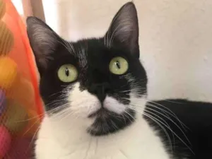 Gato raça Sem Raça Definida idade 1 ano nome Sem nome