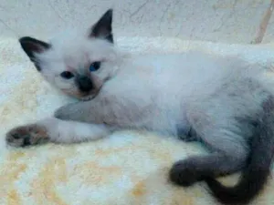 Gato raça  idade 2 a 6 meses nome Gatinhos filhotes 