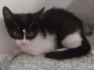 Gato raça Srd idade 2 a 6 meses nome Gatinha 