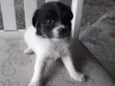 São 5 cachorrinhas 