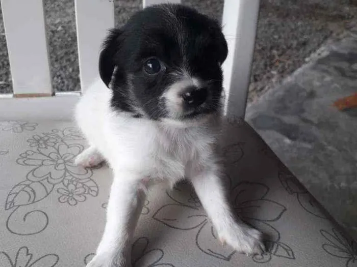 Cachorro ra a Pequenês  idade Abaixo de 2 meses nome São 5 cachorrinhas 