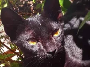 Gato raça Vira lata idade 2 a 6 meses nome Pin, arch, iorgute, 