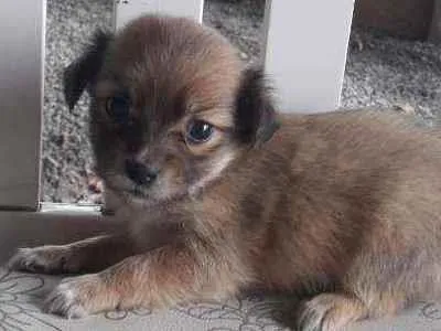 Cachorro ra a Pequenês  idade Abaixo de 2 meses nome Sem nome 