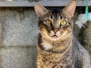 Gato raça Vira lata  idade 4 anos nome Quindim 