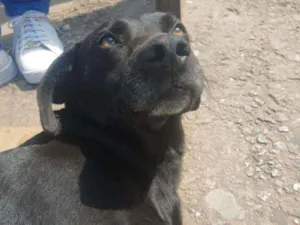 Cachorro raça Vira lata idade  nome Boquinha torta