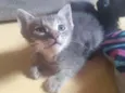 Miguel