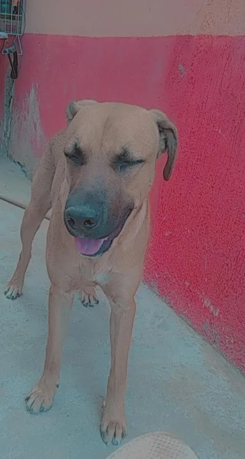 Cachorro ra a Labrador idade 7 a 11 meses nome lucky