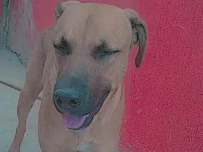 Cachorro raça Labrador idade 7 a 11 meses nome lucky