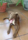 Maya