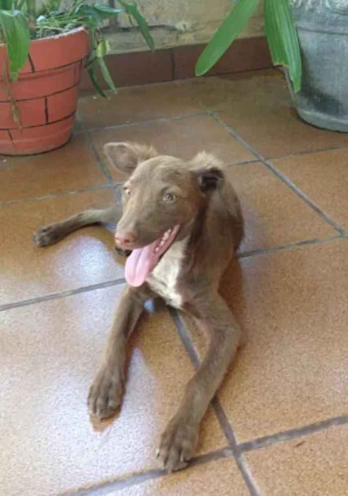 Cachorro ra a SRD idade 2 a 6 meses nome Maya
