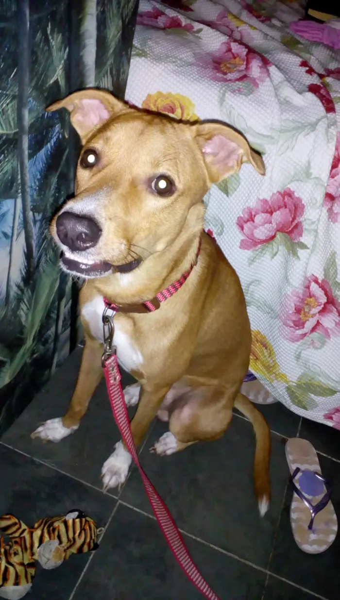 Cachorro ra a Vira Lata idade 2 anos nome Bobby