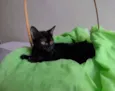 Nala