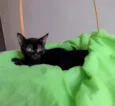 Nala