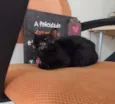 Nala