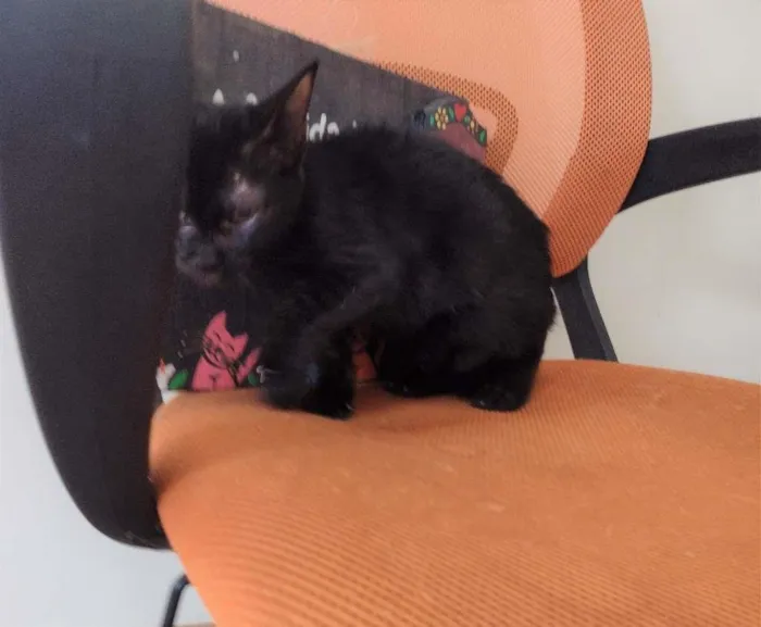 Gato ra a SRD idade 7 a 11 meses nome Nala