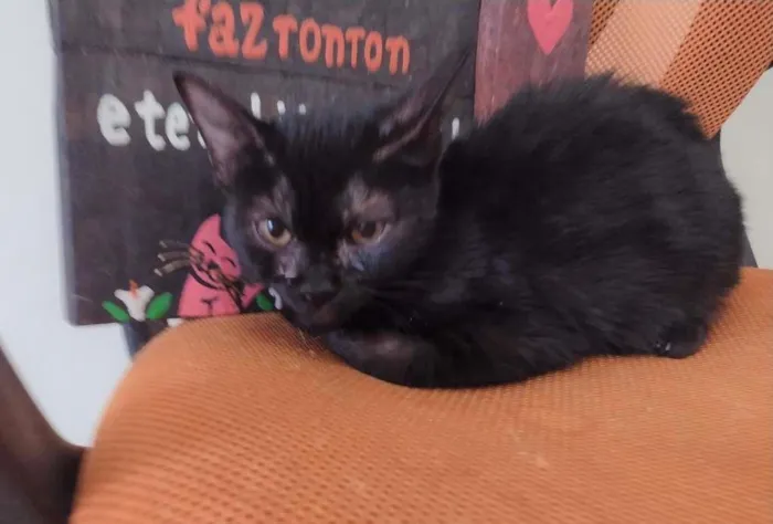 Gato ra a SRD idade 7 a 11 meses nome Nala