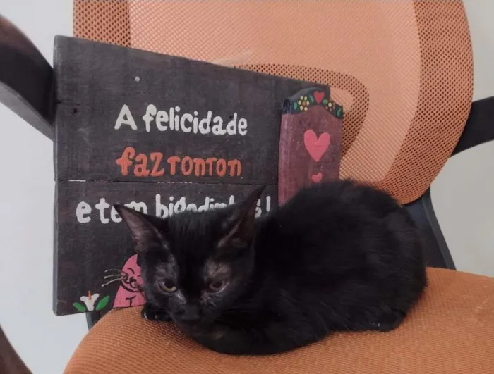 Gato ra a SRD idade 7 a 11 meses nome Nala
