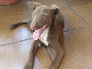 Cachorro raça SRD idade 2 a 6 meses nome Maya