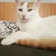 Nico