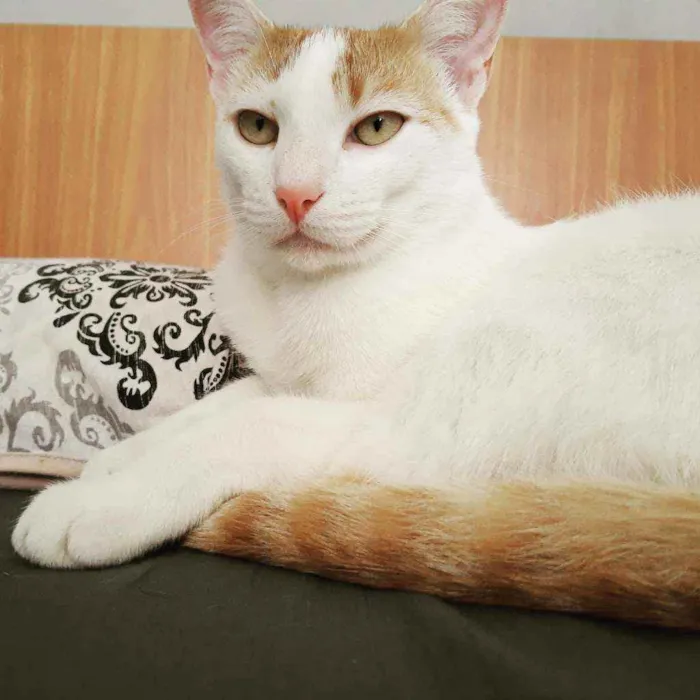 Gato raça SRD idade 7 a 11 meses nome Nico