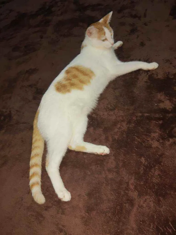 Gato raça SRD idade 7 a 11 meses nome Nico