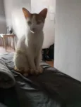 Nico