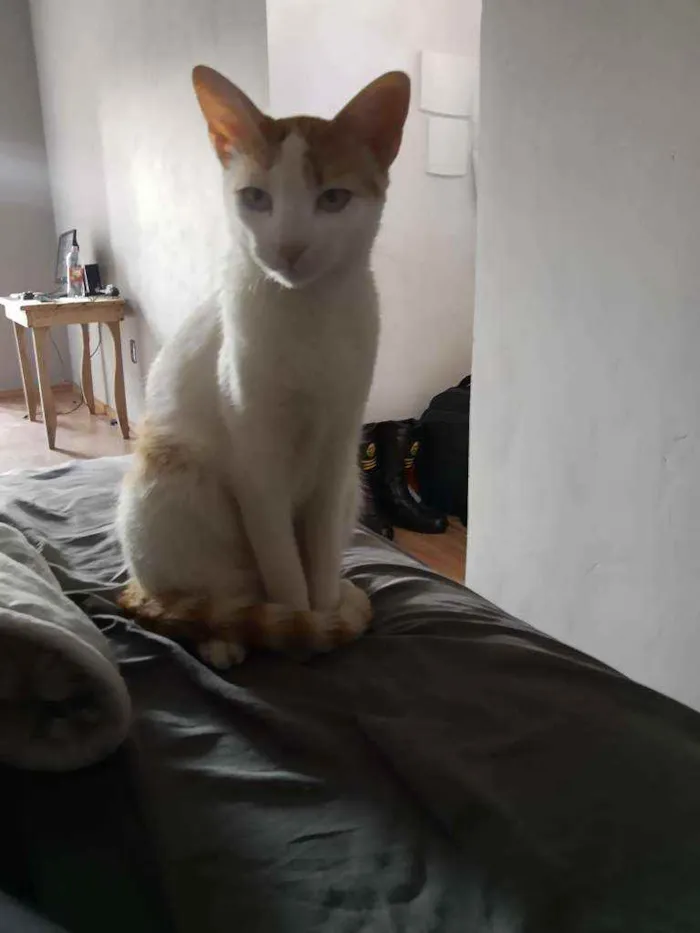 Gato raça SRD idade 7 a 11 meses nome Nico