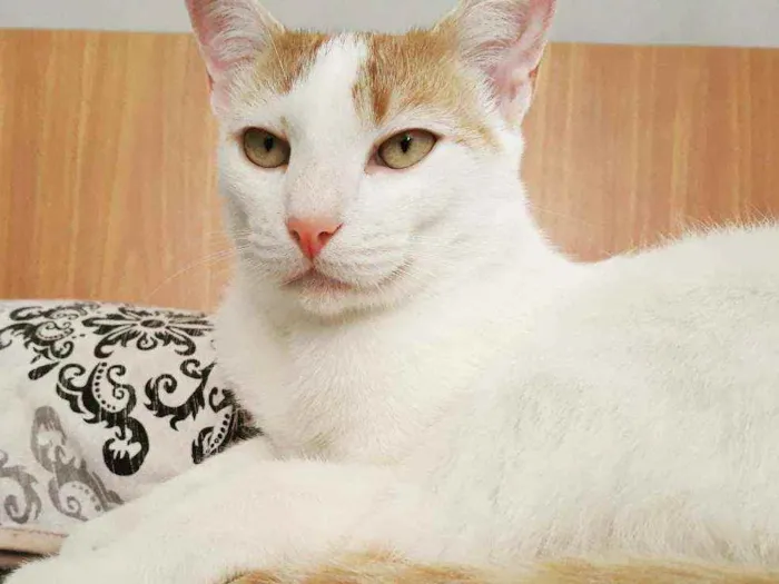 Gato raça SRD idade 7 a 11 meses nome Nico