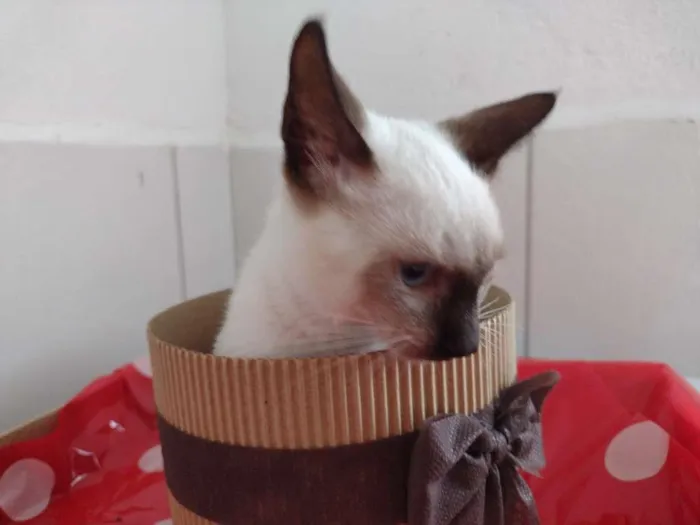 Gato ra a SRD-ViraLata idade 2 a 6 meses nome BELLA