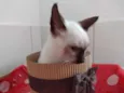 BELLA