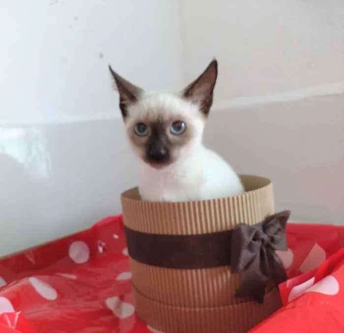 Gato ra a SRD-ViraLata idade 2 a 6 meses nome BELLA