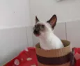 BELLA