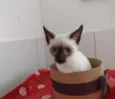 BELLA