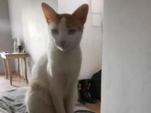 Gato raça SRD idade 7 a 11 meses nome Nico