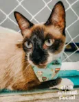 PERLA