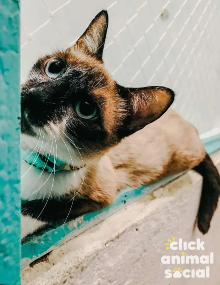 Gato ra a SRD-ViraLata idade 7 a 11 meses nome PERLA