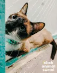 PERLA