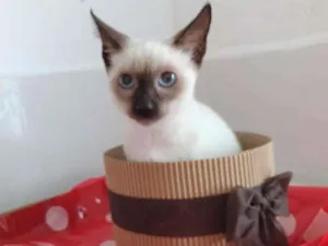 Gato raça SRD-ViraLata idade 2 a 6 meses nome BELLA