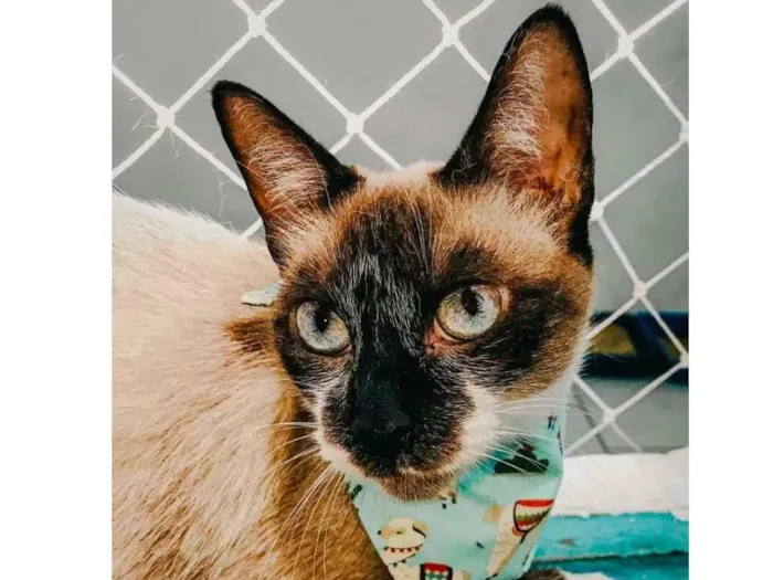 Gato ra a SRD-ViraLata idade 7 a 11 meses nome PERLA