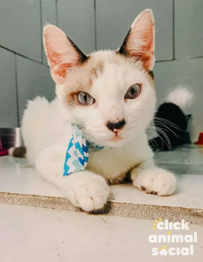 Gato ra a SRD-ViraLata idade 2 a 6 meses nome Olaf