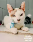 Olaf