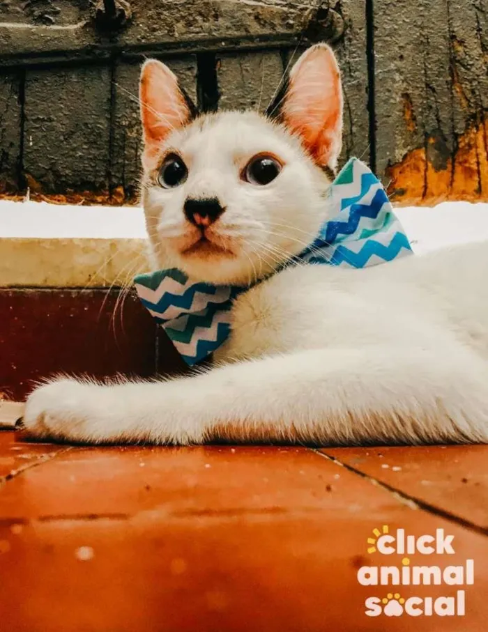 Gato ra a SRD-ViraLata idade 2 a 6 meses nome Olaf