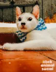 Olaf