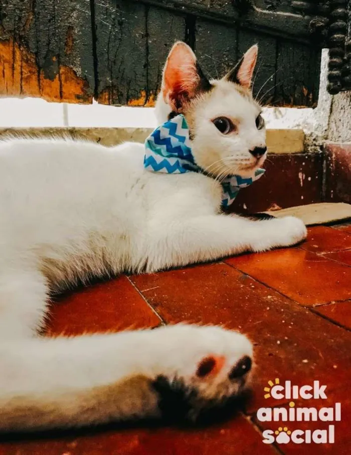 Gato ra a SRD-ViraLata idade 2 a 6 meses nome Olaf