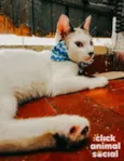 Olaf