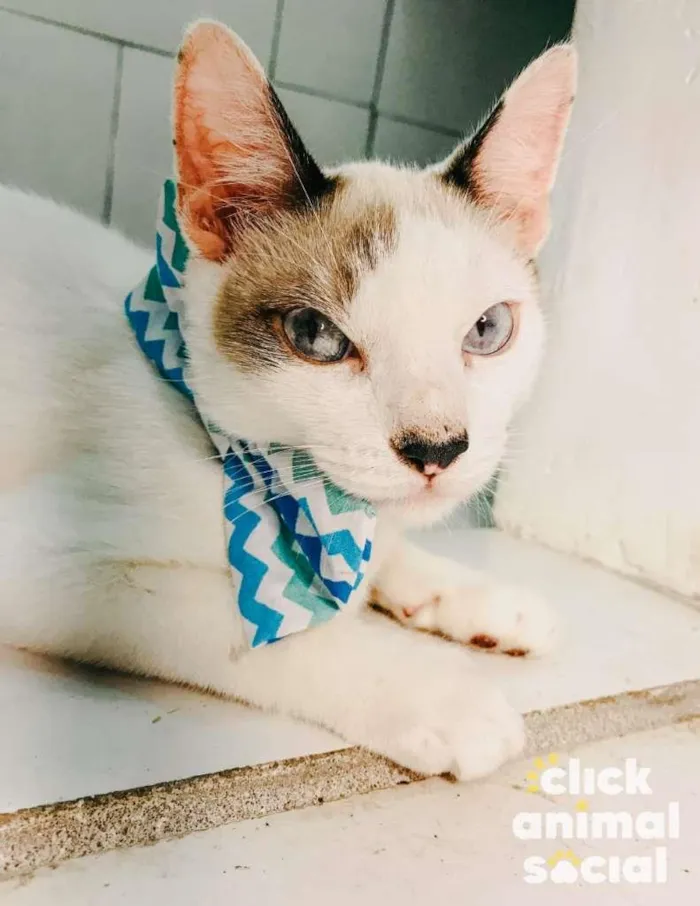 Gato ra a SRD-ViraLata idade 2 a 6 meses nome Olaf