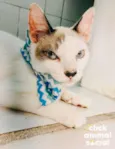 Olaf
