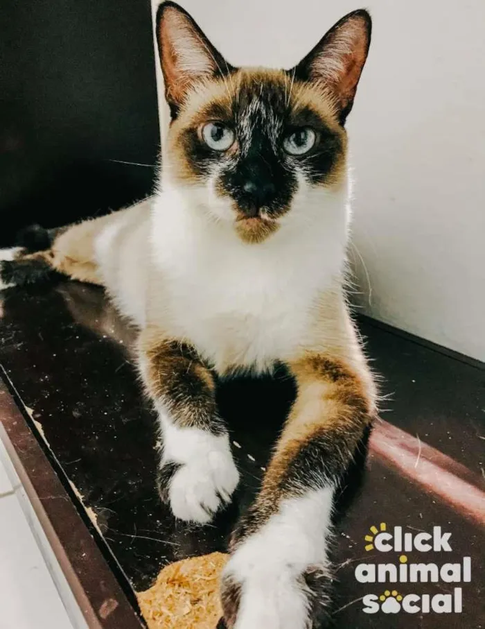 Gato ra a SRD-ViraLata idade 7 a 11 meses nome PERLA