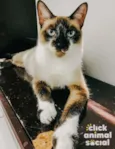 PERLA