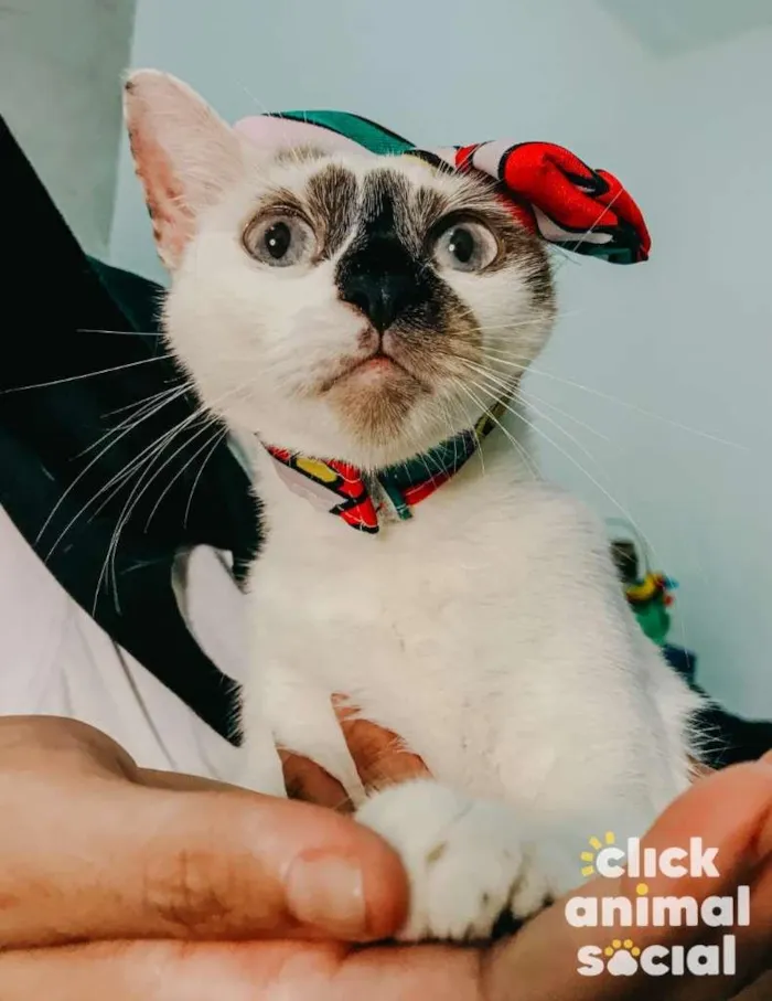 Gato ra a SRD-ViraLata idade 7 a 11 meses nome Paola